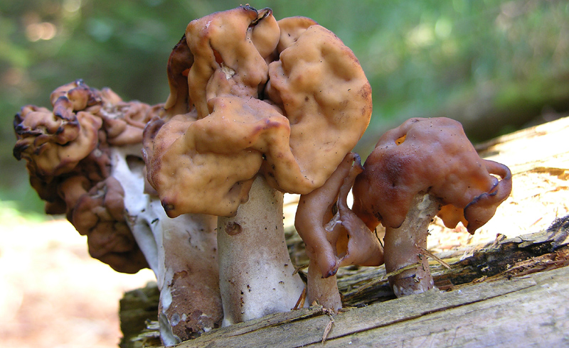 Gyromitra infula.